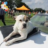 Dale, Oranjefeest, optocht, 20 augustus 2016 010.jpg